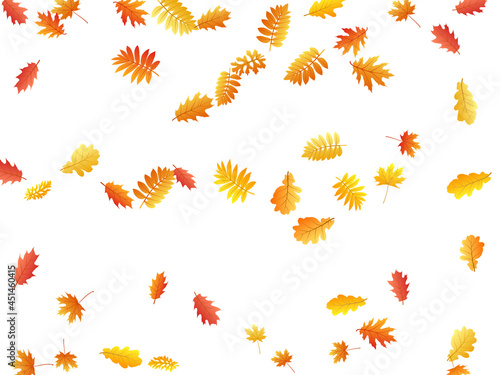 Oak  maple  wild ash rowan leaves vector  autumn foliage on white background.