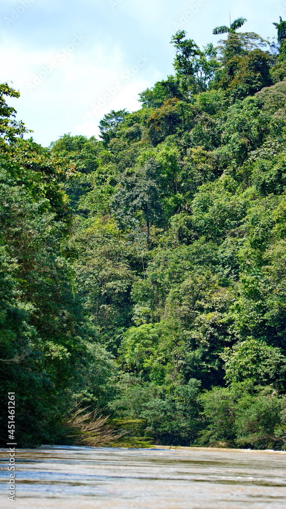 River flowing through the jungle near Playa del Oro, Ecuador River flowing through the jungle near Playa del Oro, Ecuador