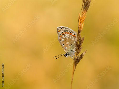 Beautiful nature scene with Common blue (Polyommatus icarus) . Macro shot of Common blue (Polyommatus icarus) on the grass. Butterfly Common blue (Polyommatus icarus) in the nature habitat.