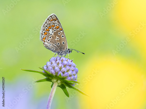 Wallpaper Mural Beautiful nature scene with Common blue (Polyommatus icarus) . Macro shot of Common blue (Polyommatus icarus) on the grass. Butterfly Common blue (Polyommatus icarus) in the nature habitat. Torontodigital.ca