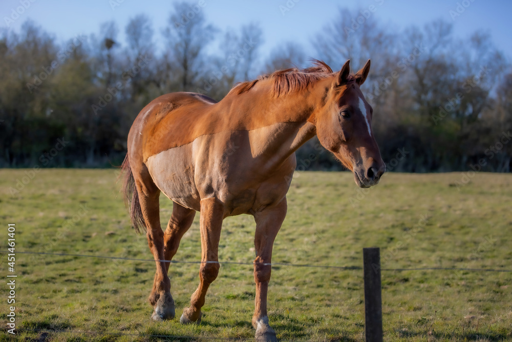 Beautiful Horse