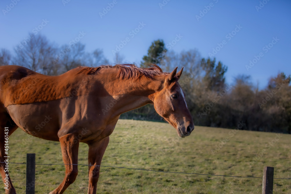 Obraz premium Beautiful Horse
