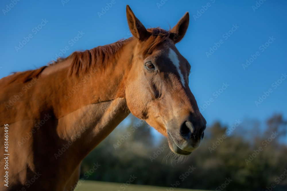 Obraz premium Beautiful Horse