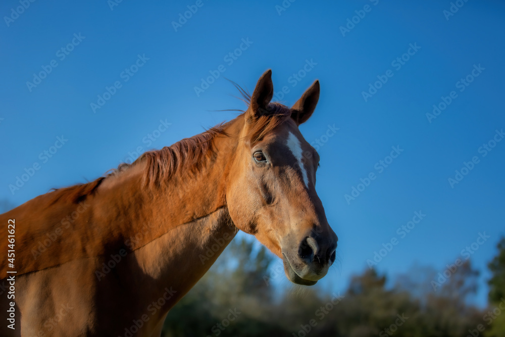 Naklejka premium Beautiful Horse