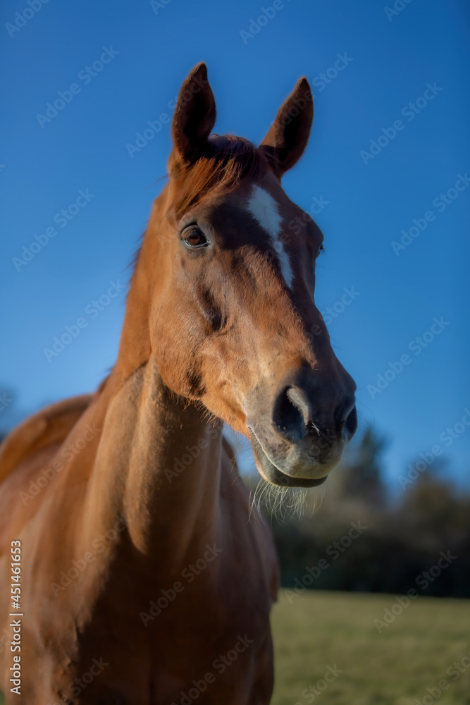 Fototapeta premium Beautiful Horse