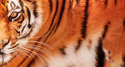 Eye of the tiger background. Amur Tiger portrait.