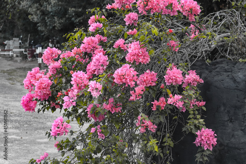 Fototapeta Naklejka Na Ścianę i Meble -  Rose ( pink ) color Flower bush tree planted on the big tire.