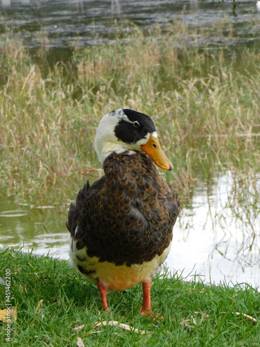 pato en parque junto al lago