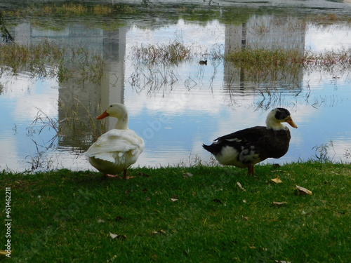 patos en parque junto lago 