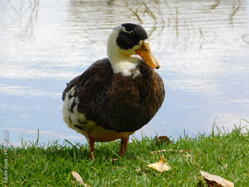 pato en parque junto al lago
