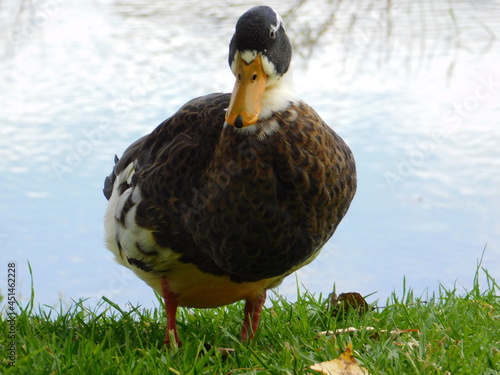 pato en parque junto al lago