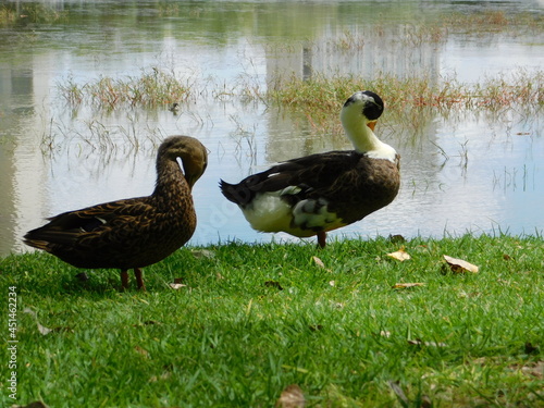 patos en parque junto lago 