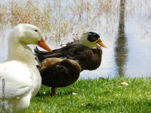 patos en parque junto lago 