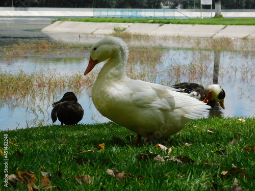 patos en parque junto lago 