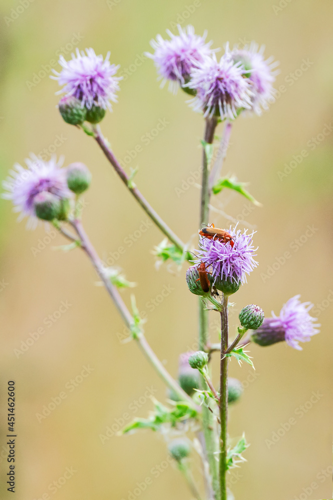 Bugs on a blooming thistle at the edge of the field. Bugs on a blooming thistle at the edge of the field.