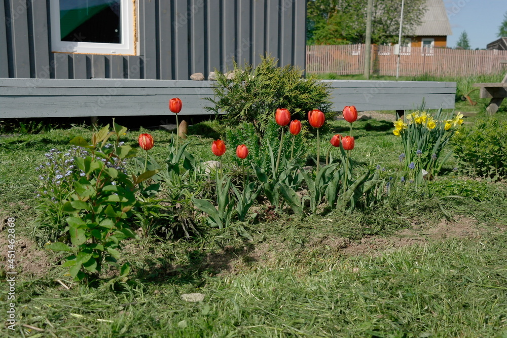 Blooming tulips, daffodils, forget-me-nots on a flower bed near the house