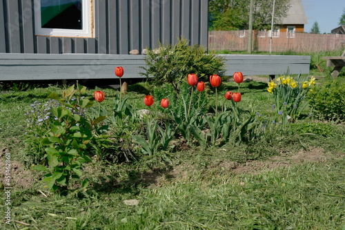 Blooming tulips, daffodils, forget-me-nots on a flower bed near the house © Natali Arkhangelsk
