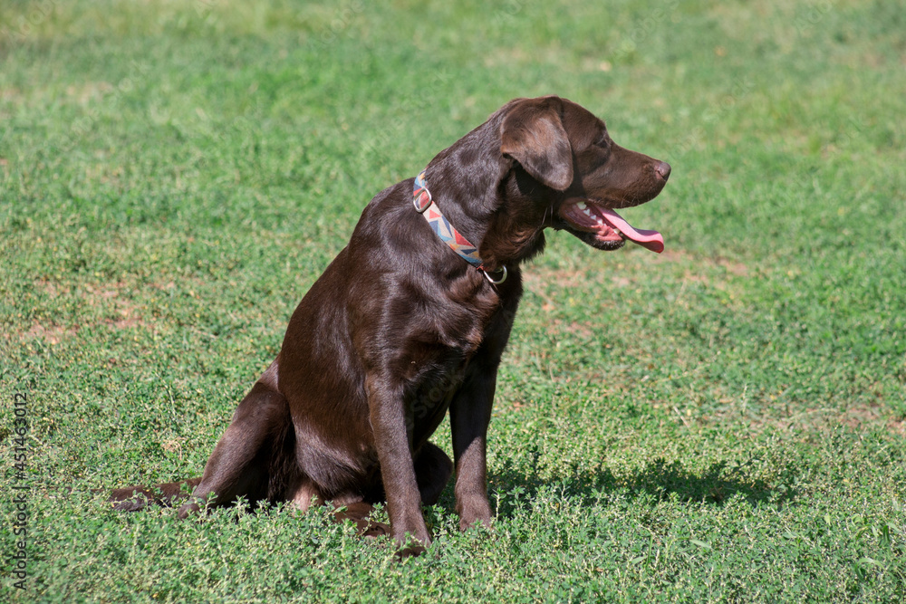 Chocolate labrador retriever puppy is sitting on a green grass in the summer park. Pet animals.
