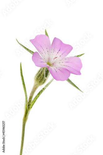 Corn cockle flower photo