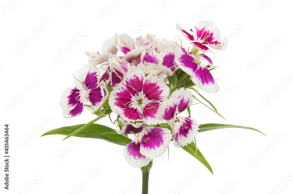 Sweet william flowers Sweet william flowers