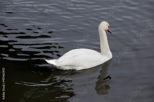 Majestic white swan is swiming on the dark lake. White swan with orange beak and luxurious plumage.