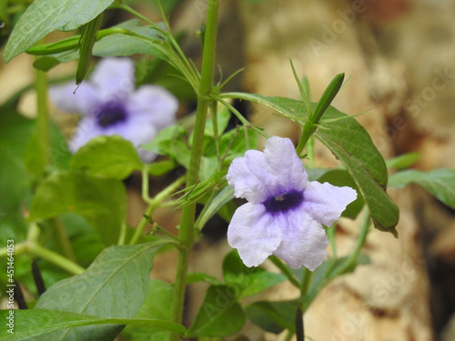 Closeup of beautiful Bengal clockvine or Morning purple flower in a plant with leaves background photo
