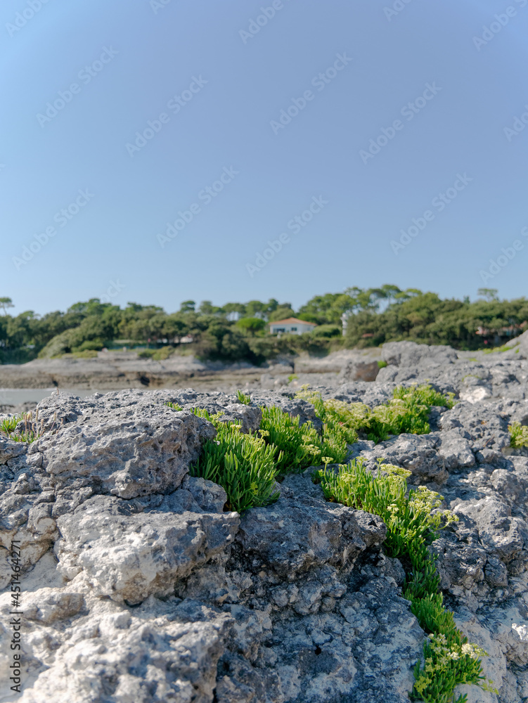 Grass growing between rocks on seashore Grass growing between rocks on seashore