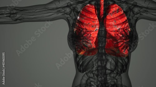 science anatomy scan of human lungs photo