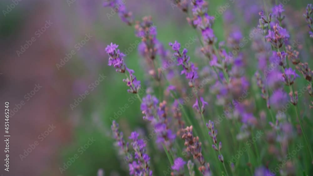Long beautiful endless violet patches on lavender field, meadow in summer day. Bright purple flowers blooming in countryside farmland. Concept of nature beauty, aromathic flowers, agriculture. Long beautiful endless violet patches on lavender field, meadow in summer day. Bright purple flowers blooming in countryside farmland. Concept of nature beauty, aromathic flowers, agriculture.