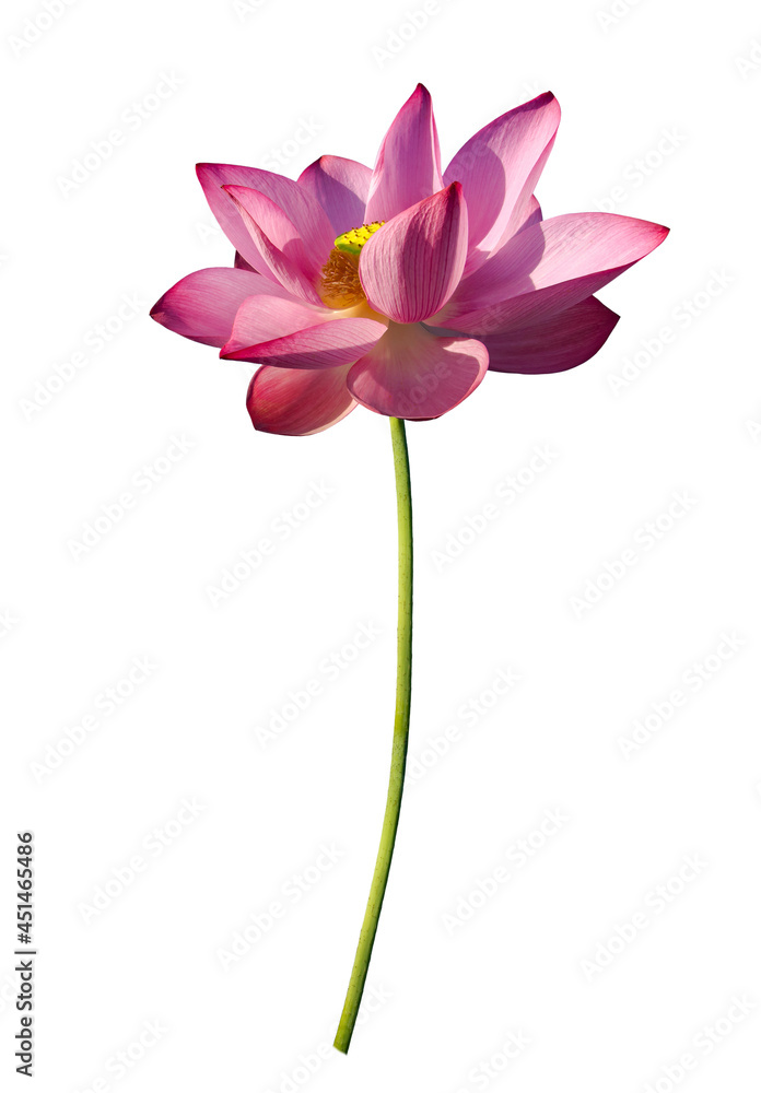 Fototapeta premium Lotus