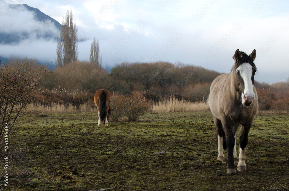 field horse, horses grazing in the field field horse, horses grazing in the field