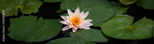 Lotus flower