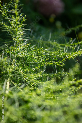 Wormwood green leaves background. Artemisia absinthium plant, banner