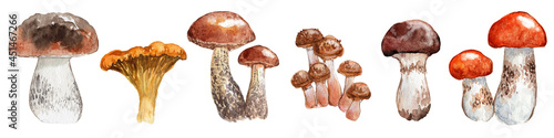 Forest edible mushrooms hand-drawn, watercolor isolated on white background