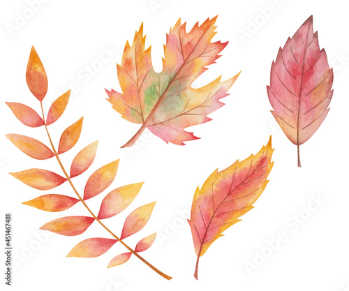 Watercolor illustration hand drawn tree leaves in autumn red  yellow colors isolated on white. Forest macro clip art elements for fall season fabric textile  design postcards  poster decorative