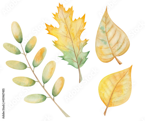 Watercolor illustration hand drawn tree leaves in autumn green, yellow colors isolated on white. Forest macro clip art elements for fall season fabric textile, design postcards, poster decorative