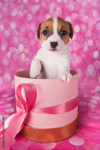 Cute jack russel terrier puppy in a pink present box