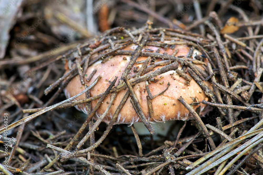 Fresh forest mushroom in pine needles, close up Fresh forest mushroom in pine needles, close up