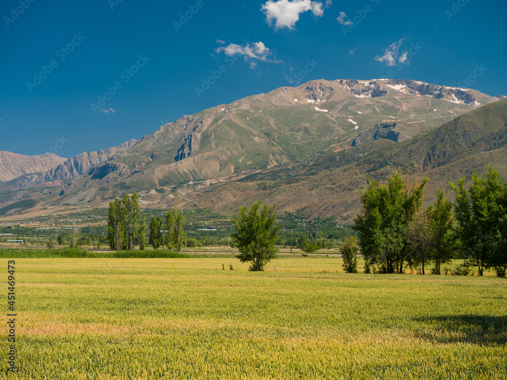 Wheat field with mountains in the background