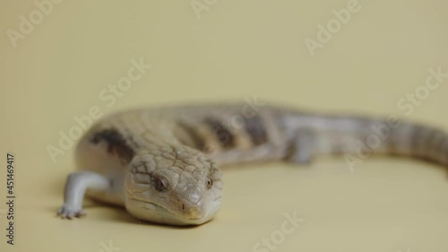 Eastern Blue Tongue Lizard Tiliqua scincoides sticks out his tongue on a beige background. Studio shooting of animals. Scaled dragon reptilian in touchable zoo. Close up. photo