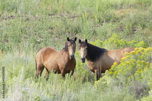 a pair of wild horses grazing in a grassy field with flowers