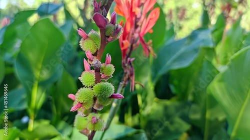 Red flower with big green leaves  Indian shot or African arrowroot  Sierra Leone arrowroot canna  cannaceae  canna lily  Flowers at the park  nature background red Canna indica Photo wallpaper 