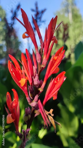 Red flower with big green leaves, Indian shot or African arrowroot, Sierra Leone arrowroot,canna, cannaceae, canna lily, Flowers at the park, nature background red Canna indica Photo wallpaper 