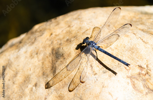 Dragonfly standing on a rock