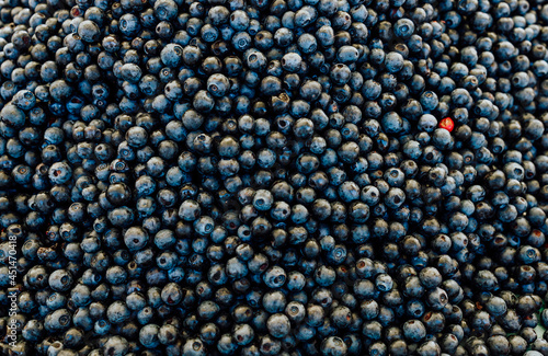 background of ripe forest blueberries, the concept of harvest and wild berries