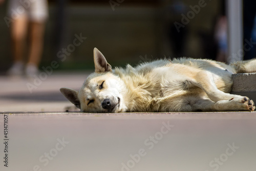 Homeless and mongrel dog of white color sleeps on the asphalt