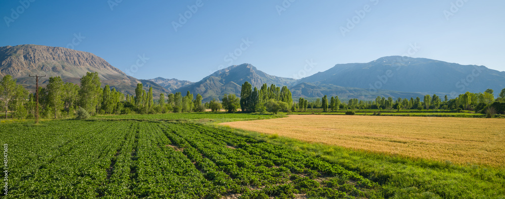 Rural landscape with wheat and beet fields