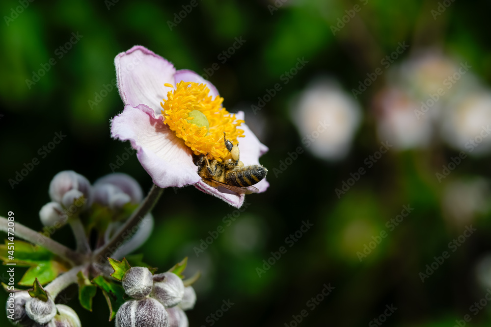 bee on flower bee on flower