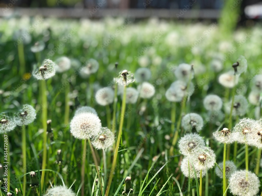 Obraz premium dandelions in the meadow