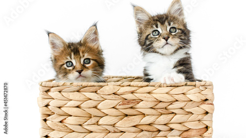 Striped Grey Kitten Playing in a Basket on a White Background. Cat Hiding in Basket. Kitten Jumps out of the Basket and Looks at the Camera. High quality photo